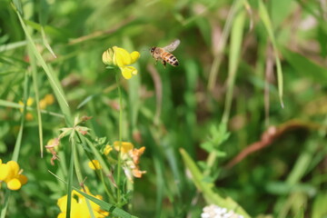 Obraz premium Bee on Birds Foot Trefoil