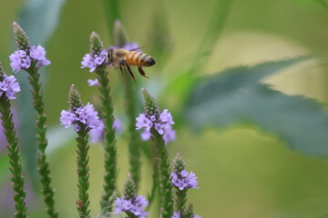 Bee on Blue Vervain