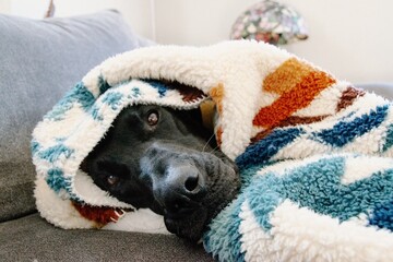 Cute dog wrapped in a blanket