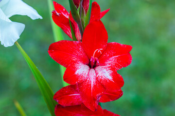 Close-up view of red gladiolus flower in bloom with white patterns on petals, set against blurred green background.