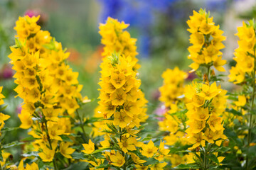 Lysimachia punctata, the dotted loosestrife. yellow flowers in the garden close-up