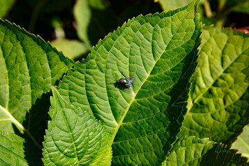 Insect resting on vibrant green leaf in a sunny garden setting during early summer