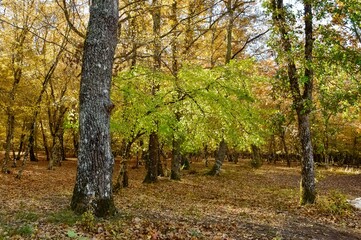 rural areas and landscapes. Autumn season and photos of trees and forests with yellowed leaves.