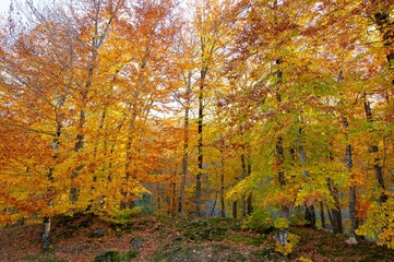 Fototapeta premium rural areas and landscapes. Autumn season and photos of trees and forests with yellowed leaves.