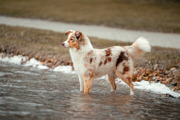Australian Shepherd
