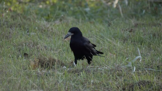 Raven ( Corvus corax ) close up. Crow on green grass