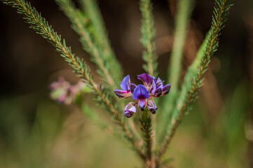 Close-up of a vivid purple Gompholobium, a native Australian wildflower, set against a blurred natural backdrop. Ideal for nature, botanical, or eco-themed projects.