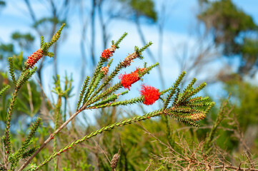 Beaufortia squarrosa, known locally as Fire Bush, with vibrant orange flowers blooming in natural...