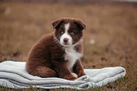 Australian Shepherd