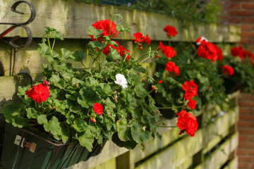 Naklejka premium Bright red geraniums blooming in flower boxes along a wooden fence in a charming Dutch garden setting
