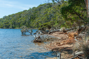 The scenic shoreline of Walpole-Nornalup Inlet, Western Australia, features native vegetation,...