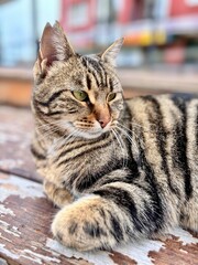 Obraz premium Portrait of the cat