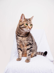 Portrait of a cute mature tabby cat with brown color fur sitting on a chair covered with white cloth on light color background. Fine model looking to side.