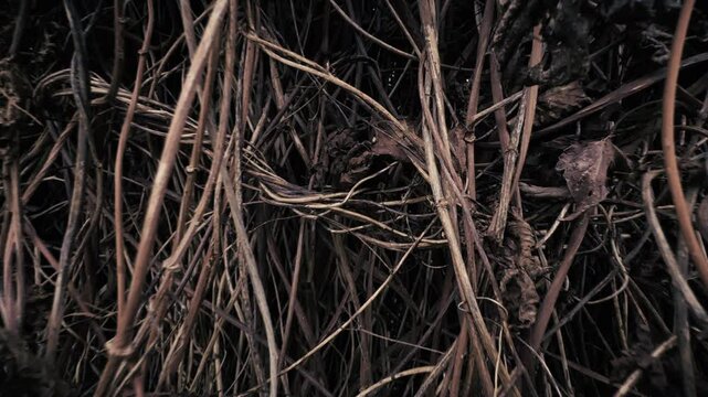 Camera moves forward thorough dry thicket. Symbol of mental illness, depression and hardship of overwhelmed mind. Dry vegetation, moody saturated brown. High quality 4k footage