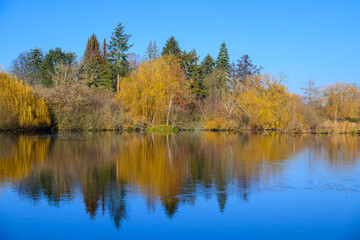Serene Forest Reflections On A Clear Lake Under Blue Sky