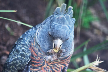 The male gang-gang parrot has a small, stocky cockatoo with a wispy grey crest, large, broad wings...