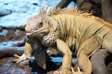 this is a close up of a green iguana