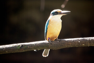 Fototapeta premium the kingfisher is perched on a branch