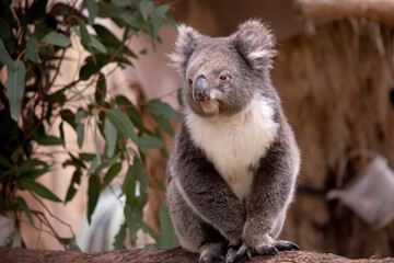 Fototapeta premium the Koala has a large round head, big furry ears and big black nose. Their fur is usually grey-brown in color with white fur on the chest, inner arms, ears and bottom.