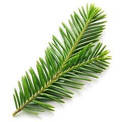 Obraz premium green leaf on a white background