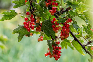 bush with red currant berries after rain close-up bush with red currant berries after rain close-up
