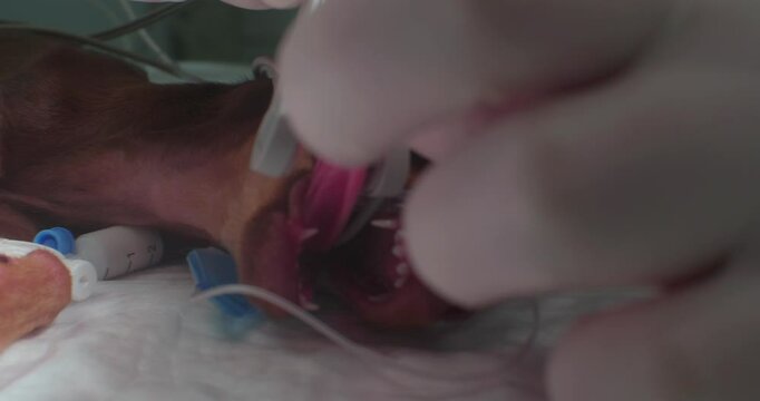 Close-up of a veterinarian intubating a dog during a surgical procedure. The veterinarian is wearing surgical gloves and is carefully inserting the tube into the dog's trachea.