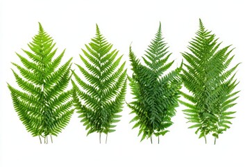 Obraz premium A collection of lush green fern plants isolated on a white background