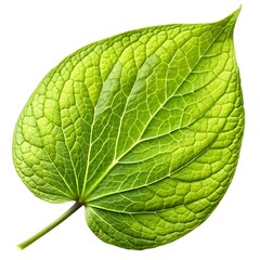 Obraz premium Green Leaf Vector Illustrations on White Background - Minimal and Elegant