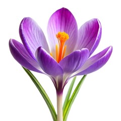 Fototapeta premium green leaf on a white background