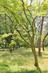 Fototapeta premium 京都御苑の木々