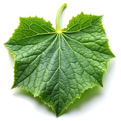 Fototapeta premium green leaf on a white background