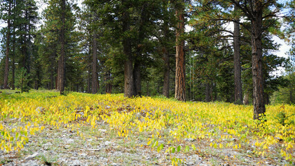 Obraz premium Lee Canyon Summer Home Area in Nevada