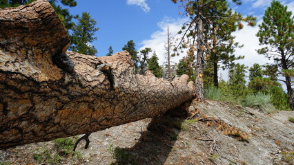 Obraz premium Lee Canyon Summer Home Area in Nevada