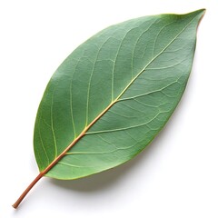 Obraz premium green leaf on a white background