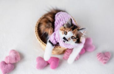 Top view of cute fluffy kitten in pink soft sweater lying in wicker basket among love symbols and hearts