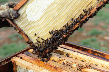 Beehive frame with active bees on honeycomb