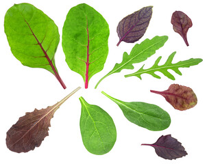 Set of salad mix isolated on a white background - arugula, basil leaves, spinach, leaves of red...