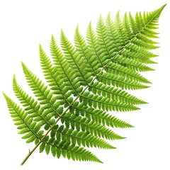 Green Leaf Vector Illustrations on White Background - Minimal and Elegant