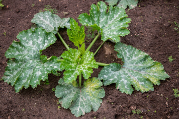 powdery mildew disease on zucchini leaves