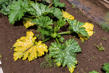 powdery mildew disease on zucchini leaves