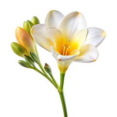 Obraz premium green leaf on a white background