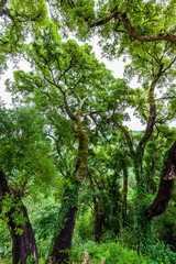 A tranquil lake surrounded by lush green forests, with a small building on the shore and a bridge crossing the water