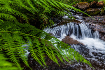 Fototapeta premium A tranquil forest scene with a small waterfall cascading over rocks, framed by lush green ferns
