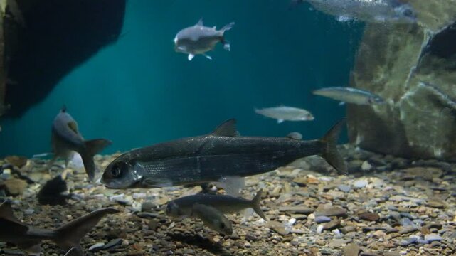 Fish omul in the water, Lake Baikal , underwater, aquarium, farm. Whitefish, school of the fish. Observing. Hatchery