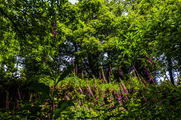 Fototapeta premium A vibrant display of purple foxglove flowers blooming in a lush, green forest