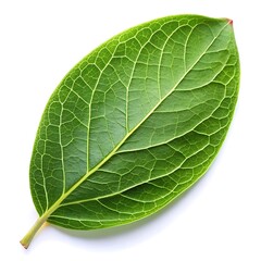 Obraz premium Green Leaf Vector Illustrations on White Background - Minimal and Elegant
