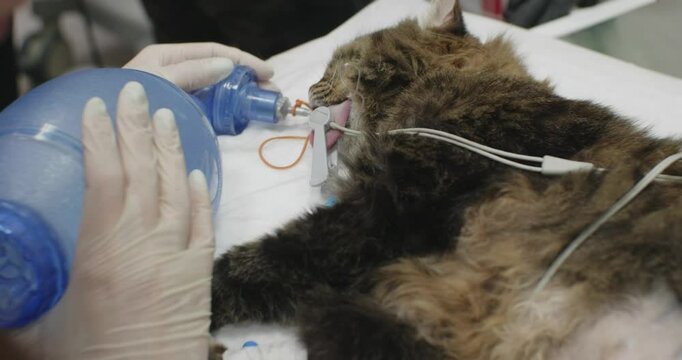 A veterinarian wearing blue gloves administers oxygen to an anesthetized cat lying on a table during surgery at a veterinary clinic. Resuscitation of a cat at a veterinary clinic using an ambu bag.