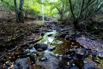 Arroyo en el Abedular de Somosierra