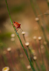 Insecto (Carpocoeris mediterraneus)