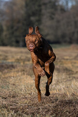 Vizsla im Galopp